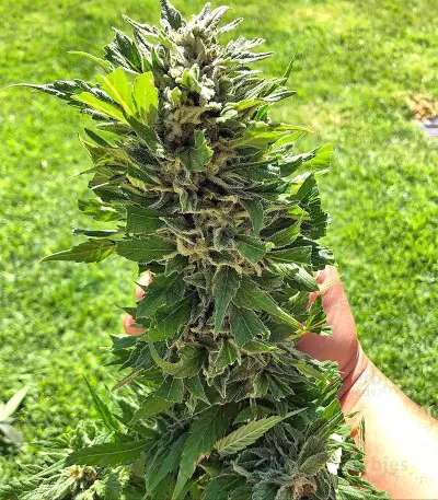 Strawberry Banana (Big Head Seeds) Cannabis-Samen
