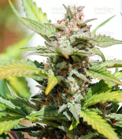 White Haze Automatic (White Label) Cannabis-Samen
