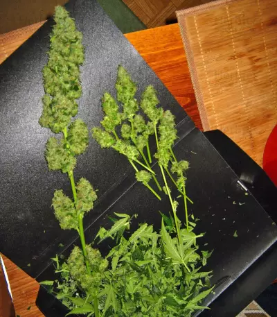 Auto-Bomb strain
