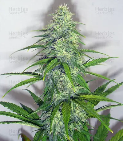 Candy Kush Auto (Auto Seeds) Cannabis-Samen