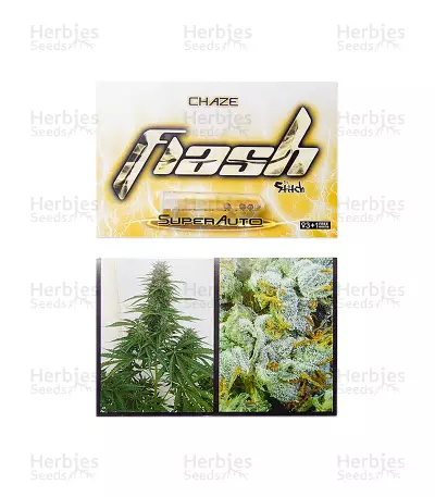 Chaze Auto (Flash Seeds)