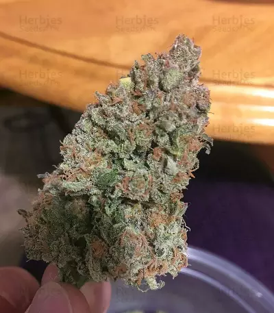 Critical + 2.0 (Dinafem Seeds) Cannabis-Samen