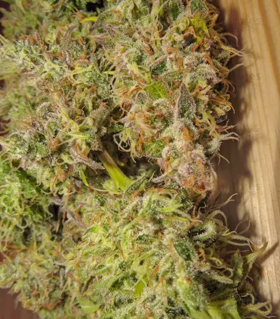 Critical Sour (Female Seeds) Cannabis-Samen
