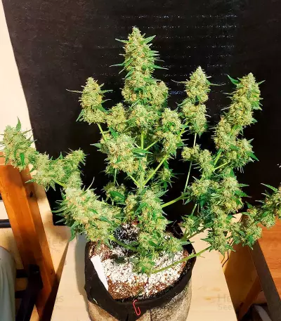 Extreme Impact Auto (Heavyweight Seeds) Cannabis-Samen