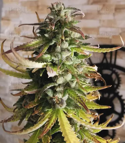 Girl Scout Cookies Autoflower (Seedstockers) Cannabis-Samen