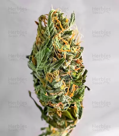 Gorilla Purple Autoflower feminisierte Samen (EGS)
