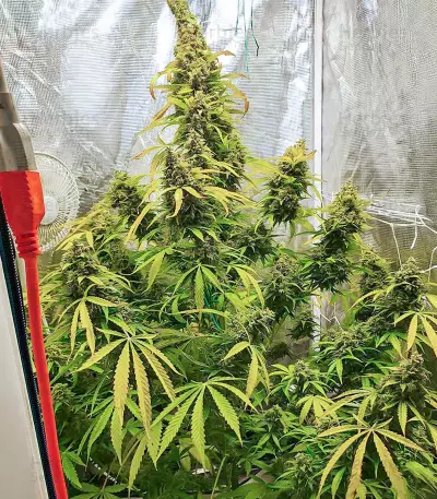 Gorilla Purple Autoflower feminisierte Samen (EGS)