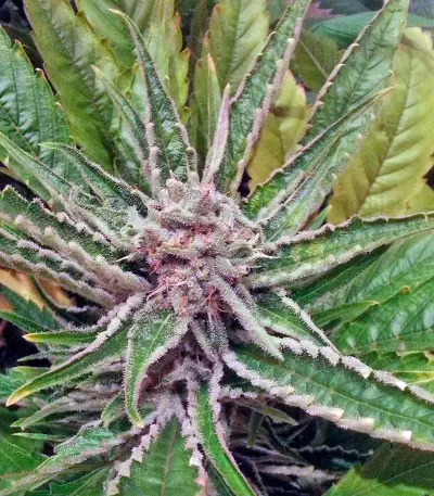 Great White Shark (GHS) Cannabis-Samen