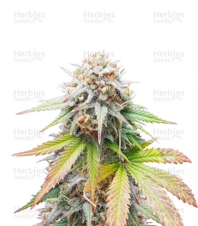 Keep Frosted Guava Autoflower feminisierte Samen (Seedkeepers)