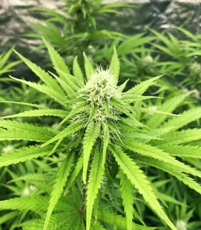 Medical Buddha (Kera Seeds) Cannabis-Samen