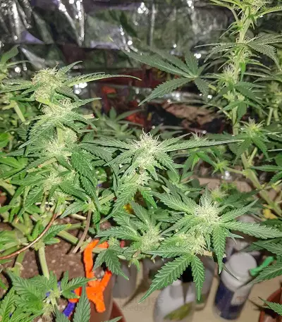 Monster Gelato (Monster Genetics) Cannabis-Samen