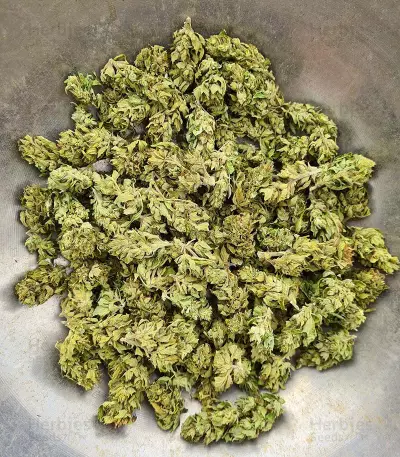 Pumpkin Kush regular (RQS) Cannabis-Samen