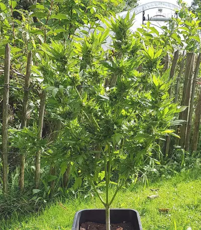 Pumpkin Kush regular (RQS) Cannabis-Samen