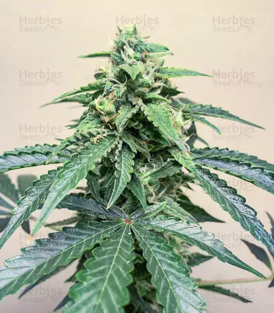 Roze Runtz feminisierte Samen (AlphaFem Seeds)