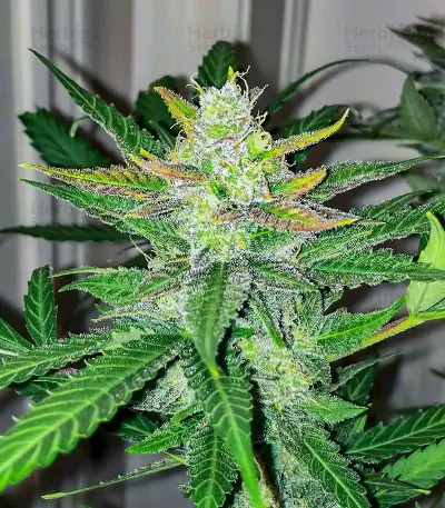 Scarlet Skunk Autoflower feminisierte Samen (EGS)