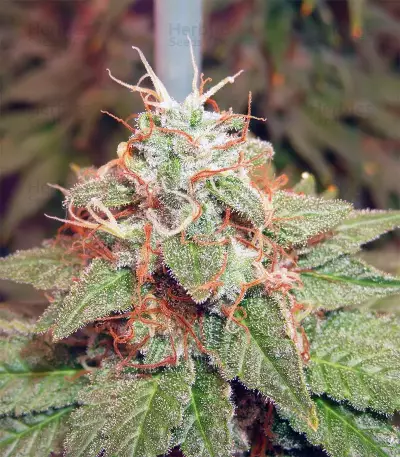 Acapulco Gold feminisiertes Saatgut (Barney's Farm)