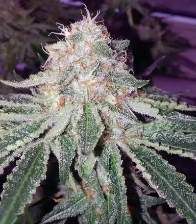 Alien Gorilla (Original Sensible Seeds) Cannabis-Samen