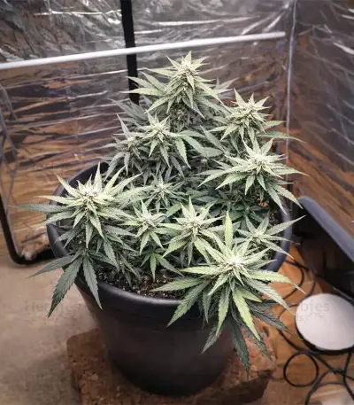 Auto Gorilla (00 Seeds)