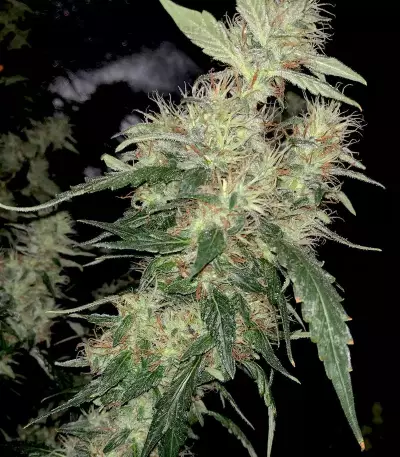 Blue Gelato 41 feminisierte Samen