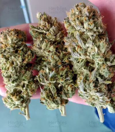 Blue Gelato 41 feminisierte Samen