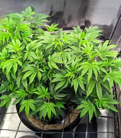 G.S. Cookies feminisierte Samen (Humboldt Seed Company)