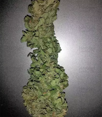GG#4 Original Glue Auto (Original Sensible Seeds) Cannabis-Samen