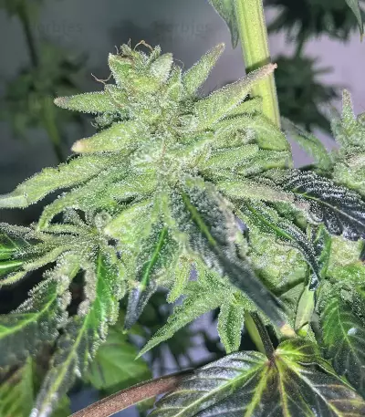 Golosa (Delicious Seeds) Cannabis-Samen