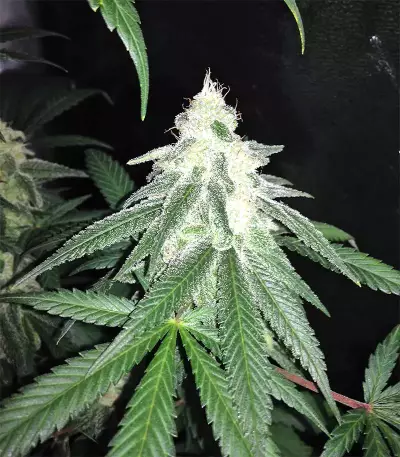Grandaddy Black (Original Sensible Seeds) Cannabis-Samen