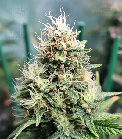 Jelly Cake (Barney's Farm)