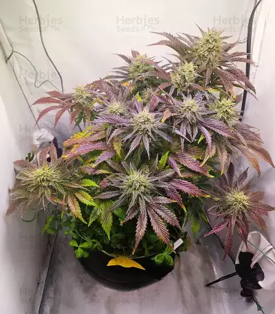 Lemon Cherry Gelato Auto R3 feminisierte Samen (Ethos Genetics)