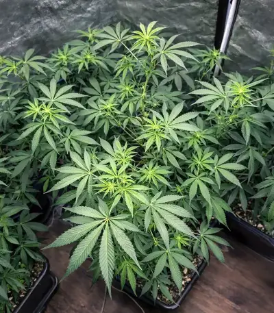 Lemon Cherry Gelato (Barney's Farm)