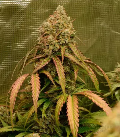 Monster Bruce Banner Auto feminisierte Samen (Monster Genetics)