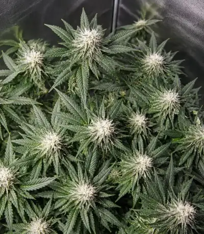 Planet Of The Grapes Auto (Ethos Genetics)