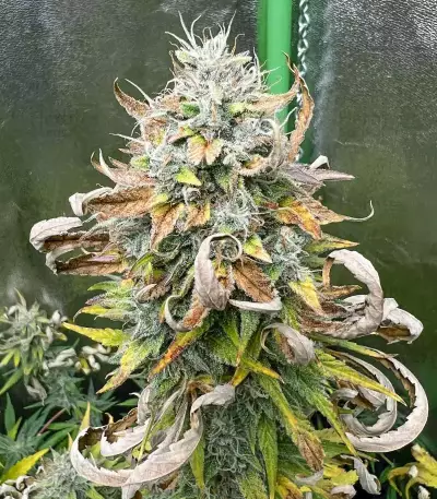 Purple Juice Auto feminisierte Samen (Herbies Seeds)