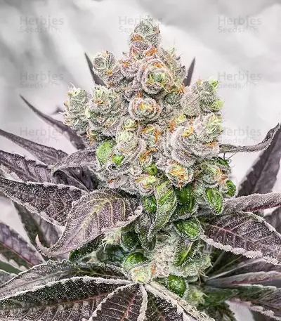 Section 781 (Blimburn x Herbies)