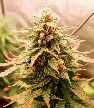 SkullRyder Auto (Blackskull Seeds) Cannabis-Samen