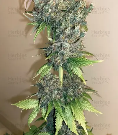 Skunk (Zambeza Seeds) Cannabis-Samen
