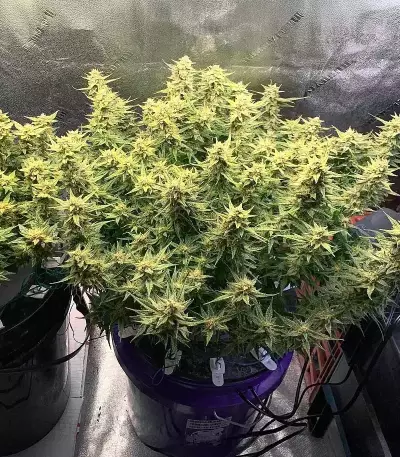 Skystomper 2.0 Auto feminisierte Samen (Mephisto Genetics)