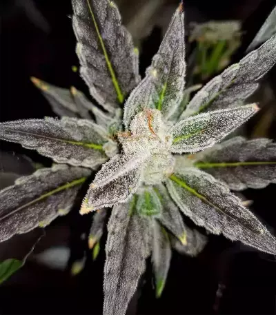 Skystomper 2.0 Auto feminisierte Samen (Mephisto Genetics)
