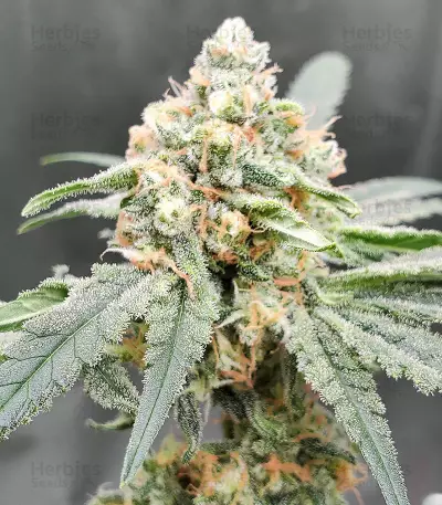 Sweet Zombie (Expert Seeds) Cannabis-Samen