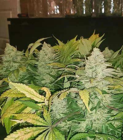 Zombie Death Fuck (BlimBurn Seeds) Cannabis-Samen