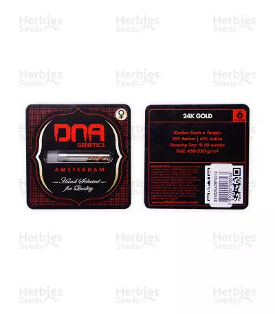 24K Gold (AKA Kosher Tangie) (DNA Genetics) Cannabis-Samen