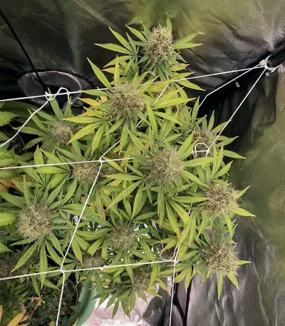 Cali Bay Dream (Garden of Green Seeds)