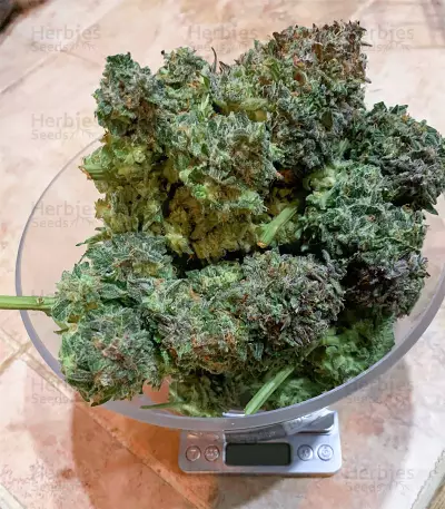 AK-48 Automatic (Nirvana Seeds) Cannabis-Samen