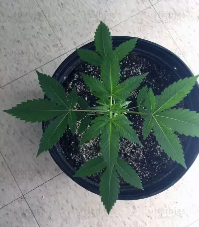 Auto Gelato 33 strain