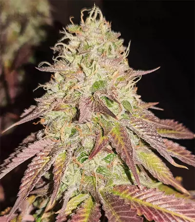 Baklava strain