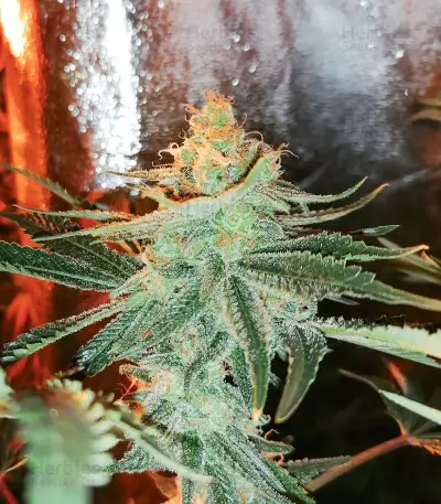 Big Bud Auto-Samen (Herbies Seeds)