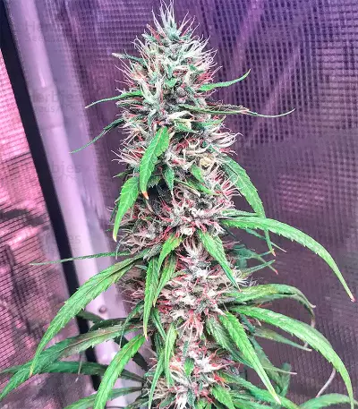 Bruce Banner #3 (Big Head Seeds) Cannabis-Samen