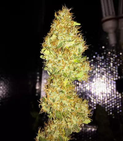 Chemdawg (Humboldt Seeds Organization) Cannabis-Samen