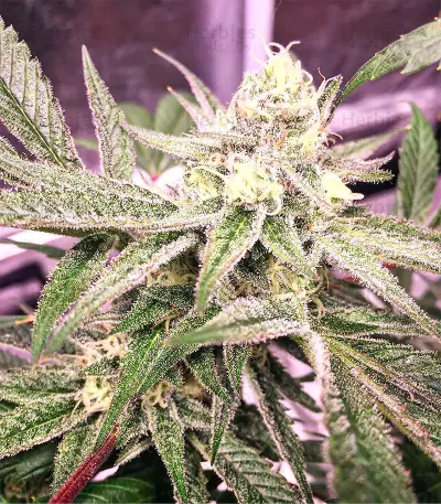 Mix Pack Feminized (Seedstockers) Cannabis-Samen